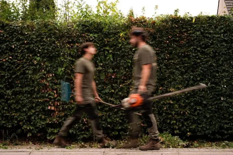 Twee collega's met een heggenschaar voor een beukenhaag
