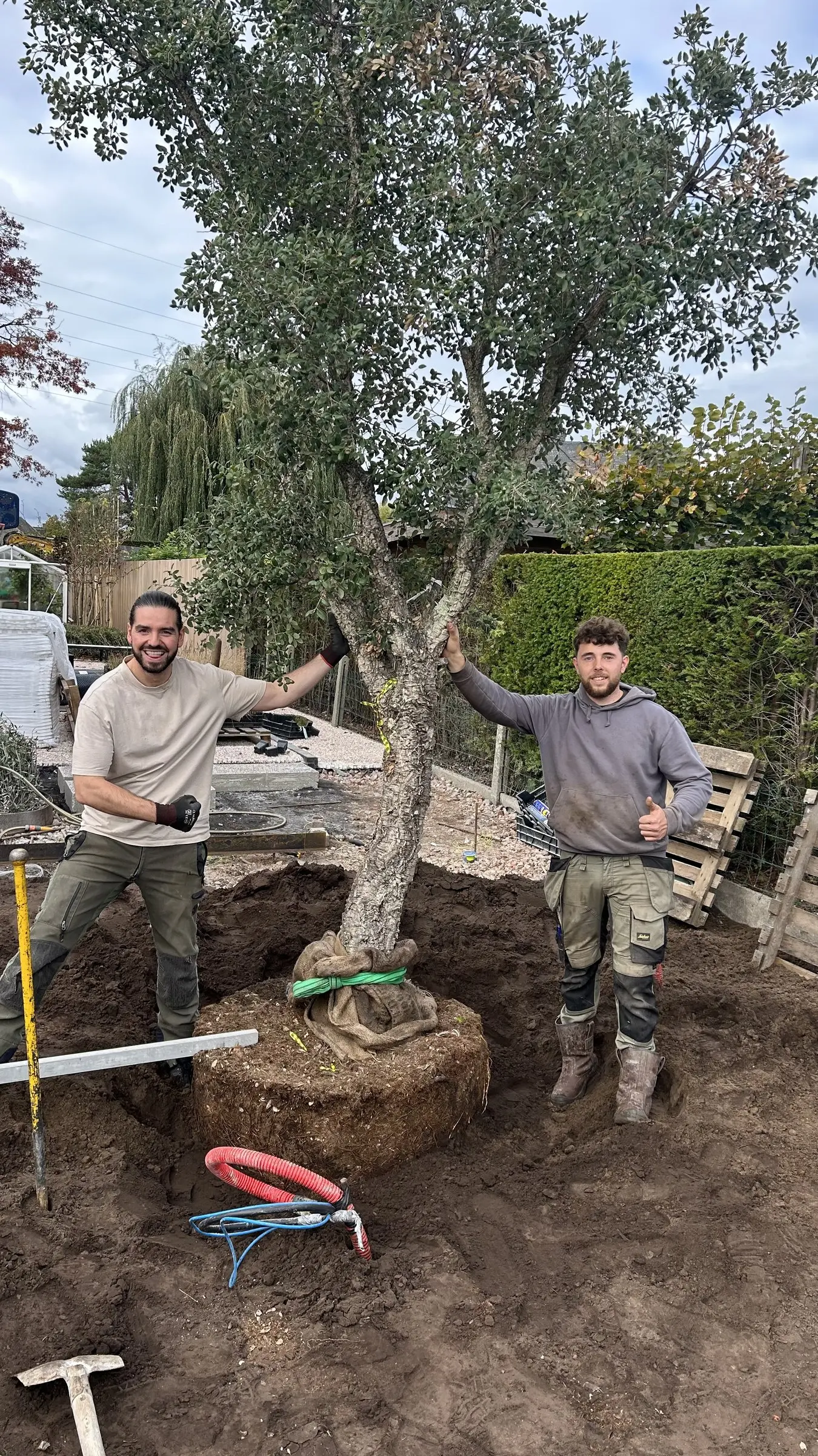 Grote boom met wortelkluit in het plantgat