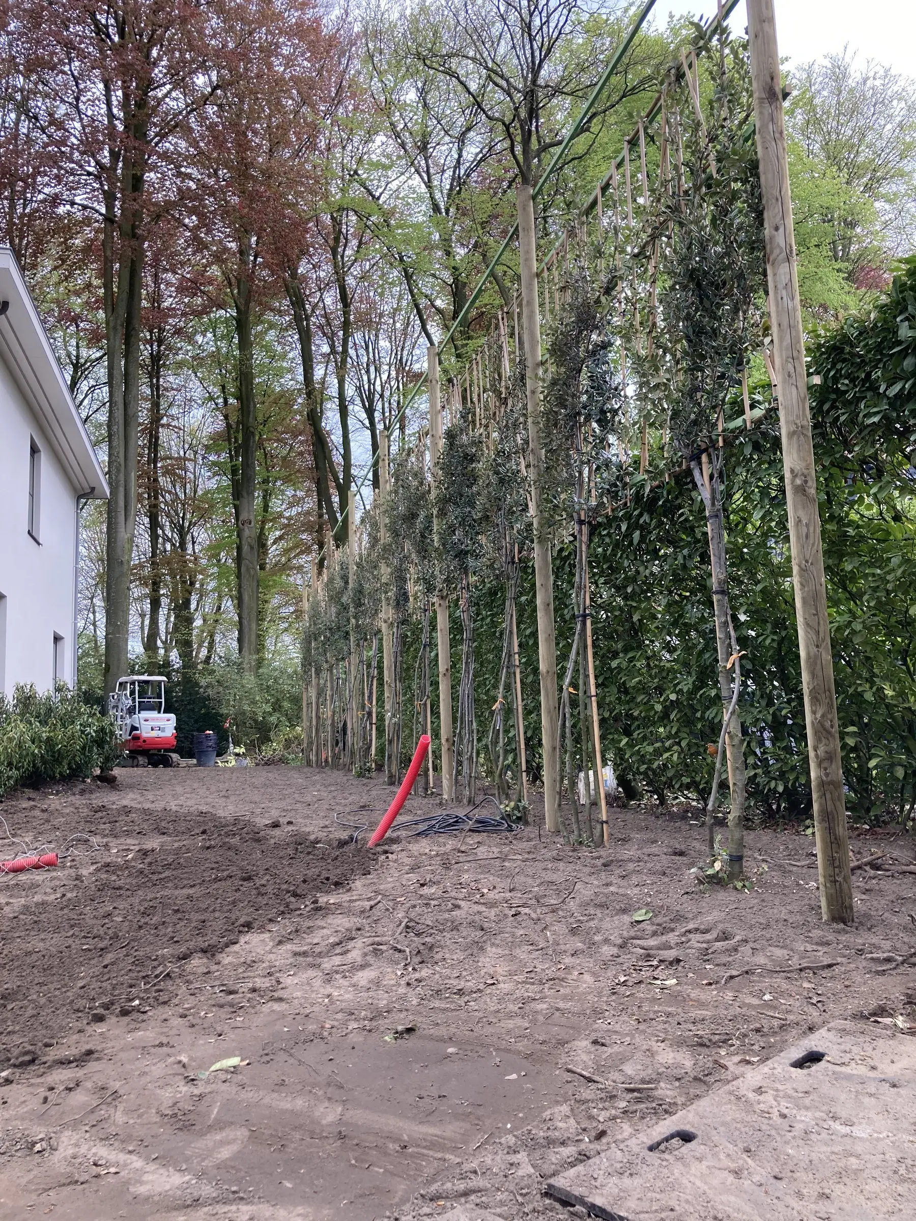 Rij bomen op stam langs de haag, grond klaar voor beplanting